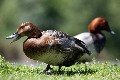 20070525 ParcDesOiseaux